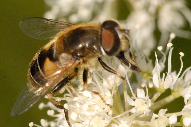 File:Eristalis.abusiva.-.lindsey.jpg