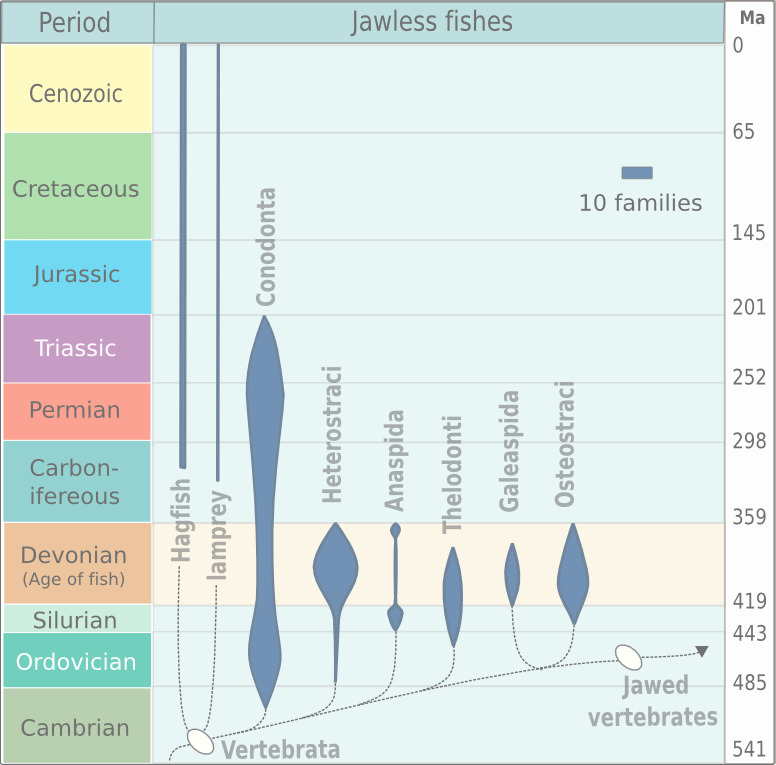 File:Evolution of jawless fish.png - Wikipedia