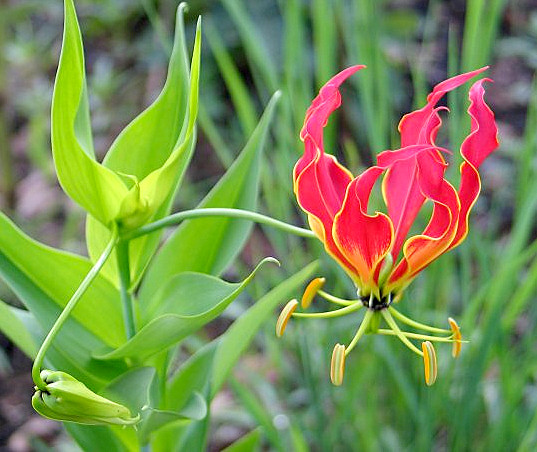 File:Flame Lily.jpg