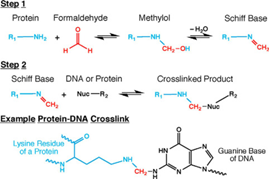 File:Formaldehyde Crosslinking reaction.png