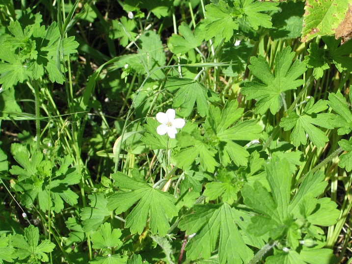 File:Geranium potentilloides.jpeg