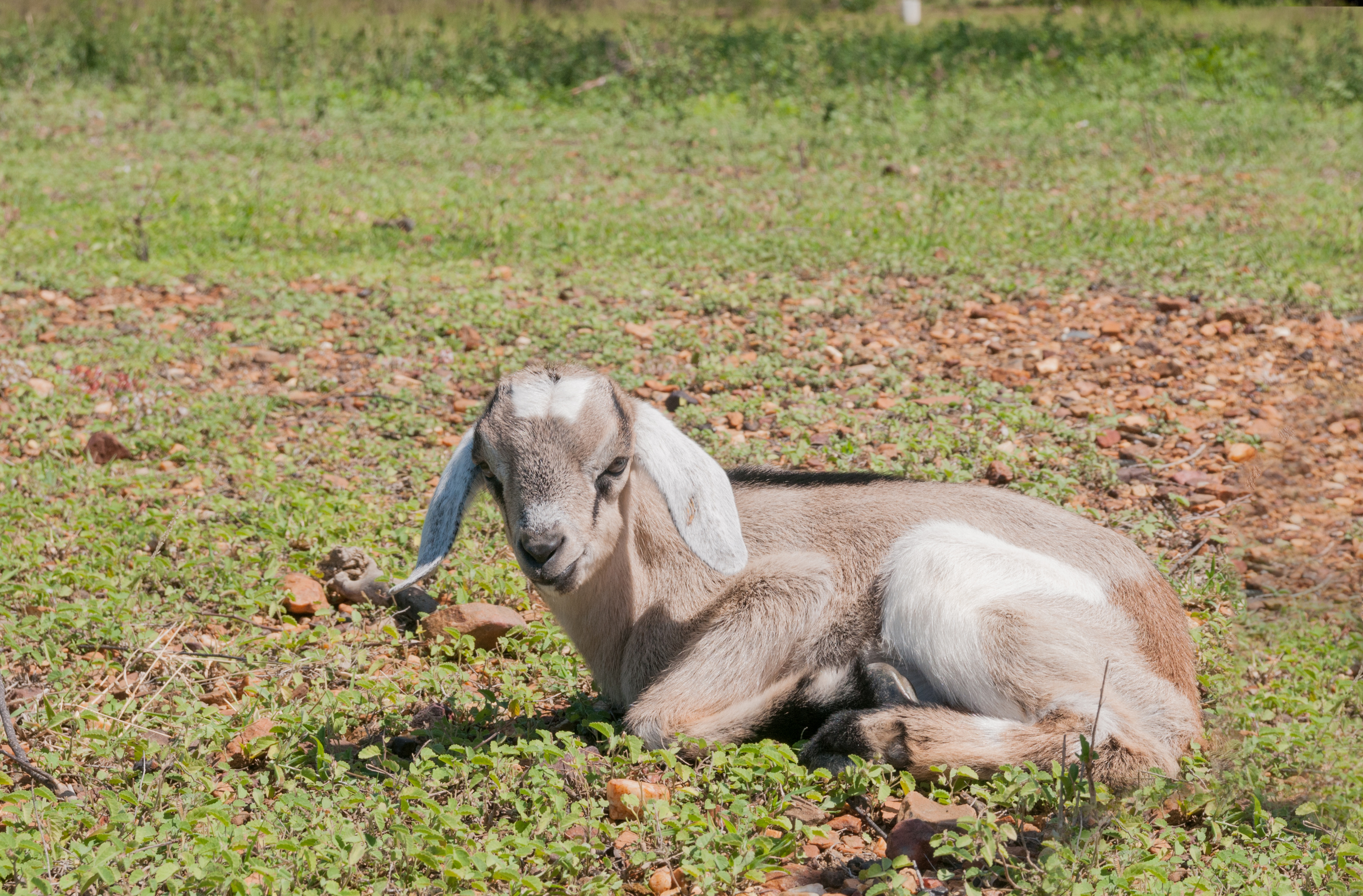 Goat com. Baby Goat album. Kevo Muney Baby Goat.