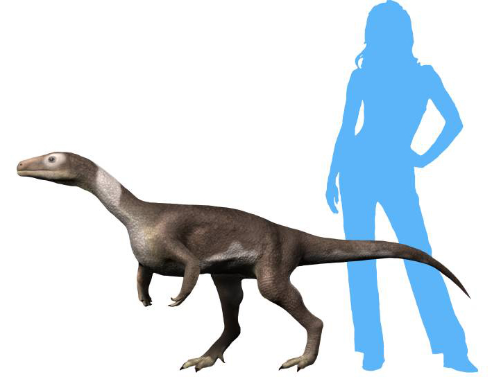 File:Guaibasaurus NT.jpg