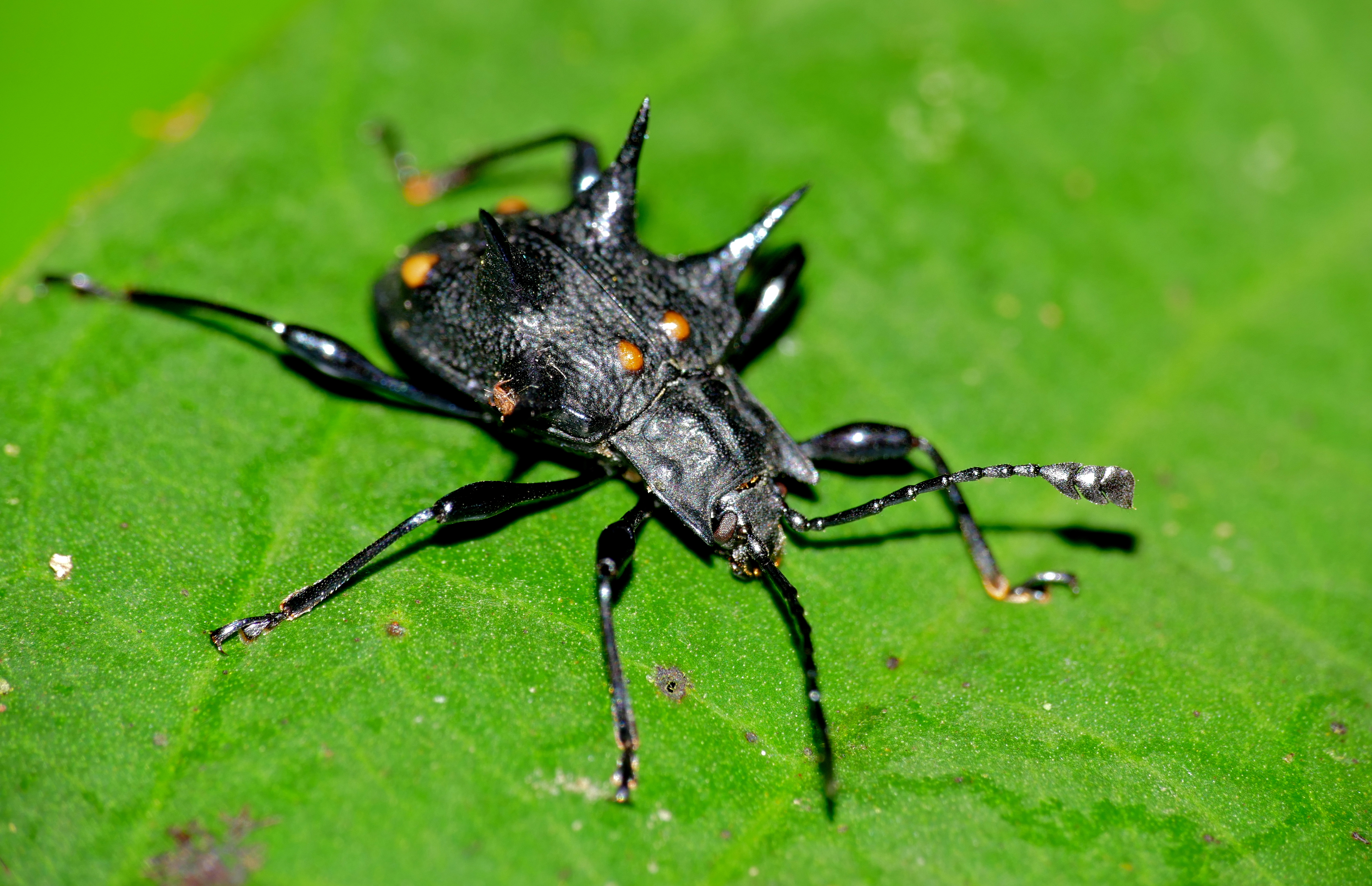 Handsome Fungus Beetle (Cacodaemon sp.) (23588131025).jpg