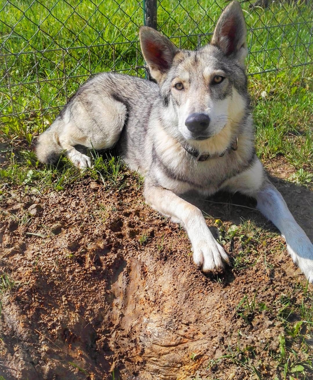 Hierran Wolfdog щенок