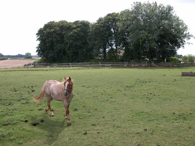 File:Horse in a field near Castle Barn Farm - geograph.org.uk - 221785.jpg