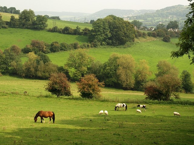 File:Horses and sheep, Whiteshill - geograph.org.uk - 977094.jpg