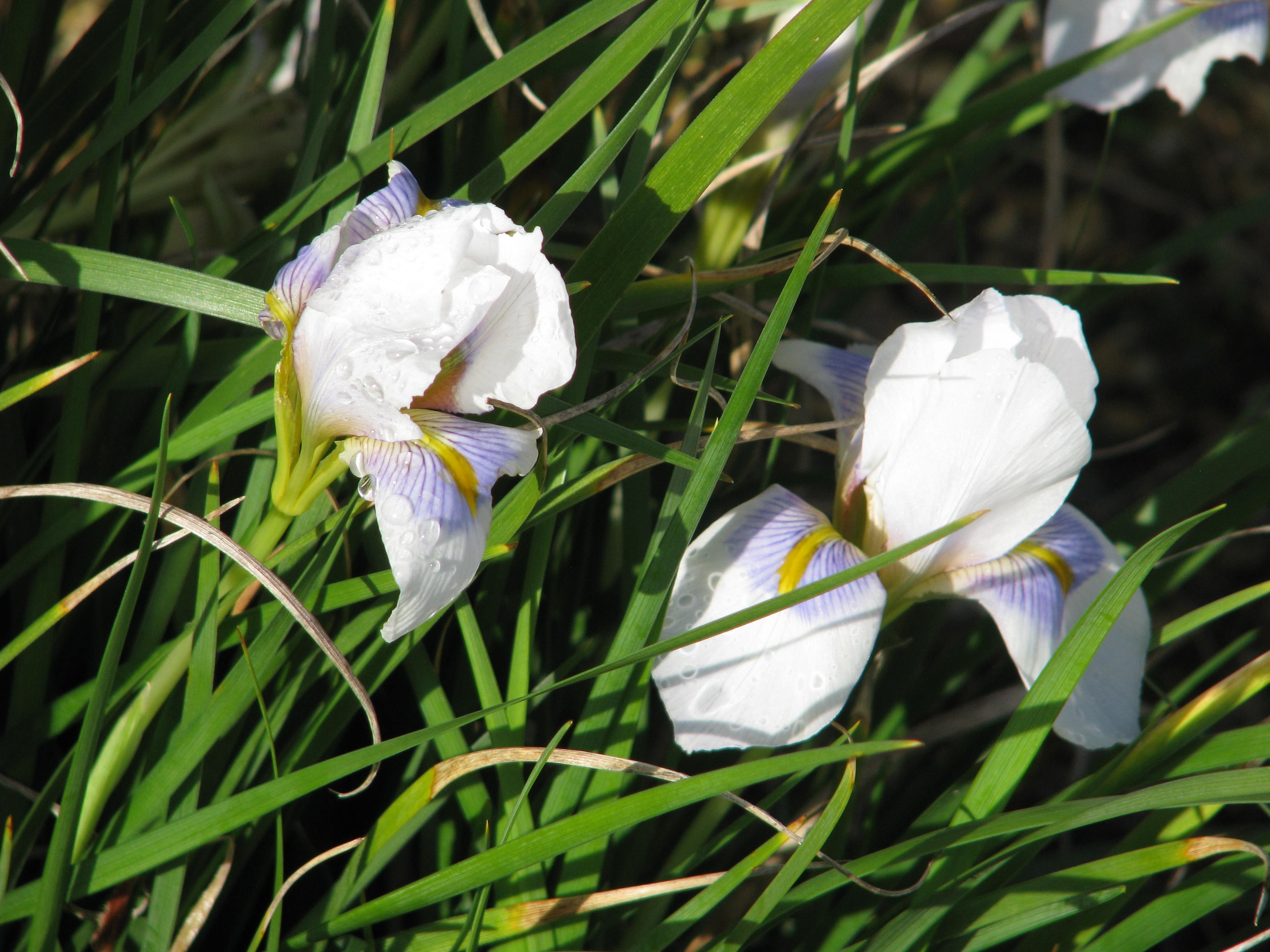 Iris unguicularis Peloponnese Snow (12149908993).jpg