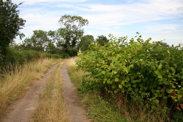 File:Japanese knotweed - geograph.org.uk - 211272.jpg