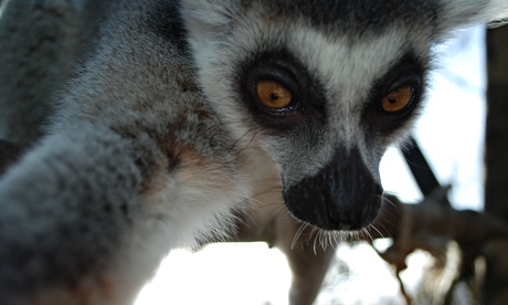 File:Lemur self-portrait2.jpg