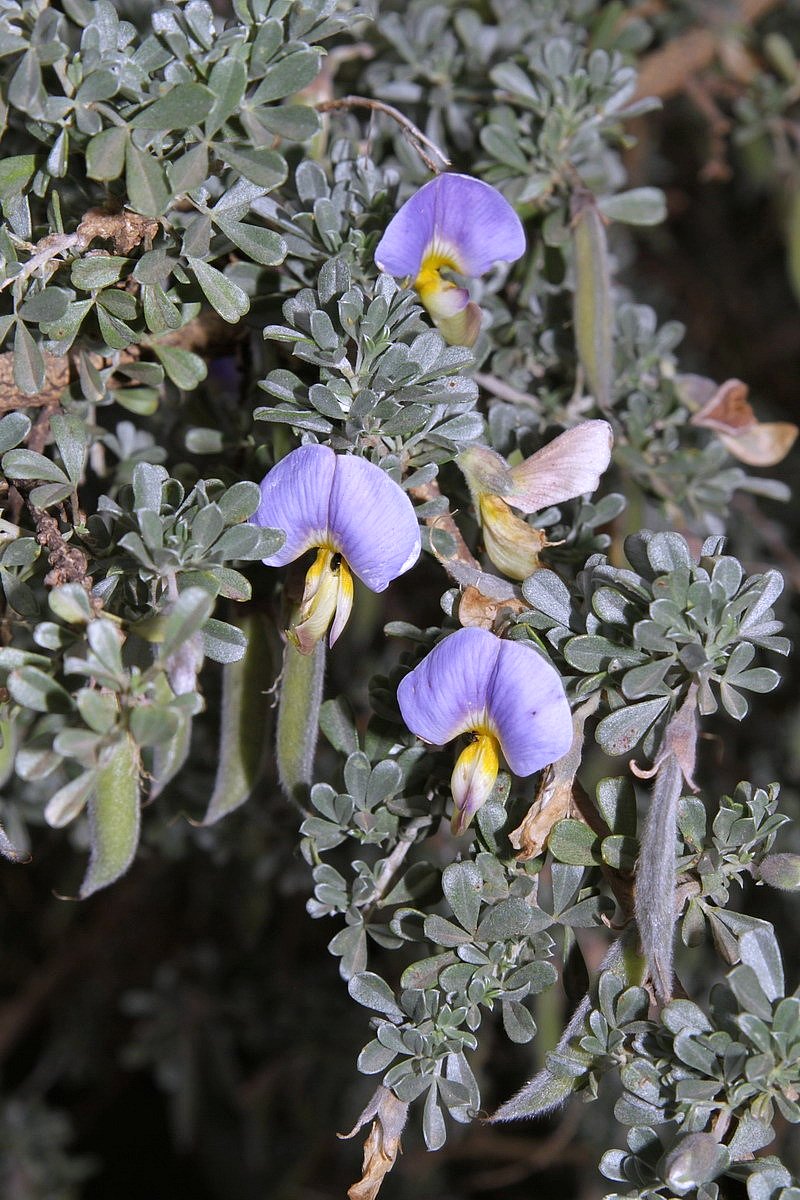 Lotononis. Lotononis растение. Taverniera sericophylla.