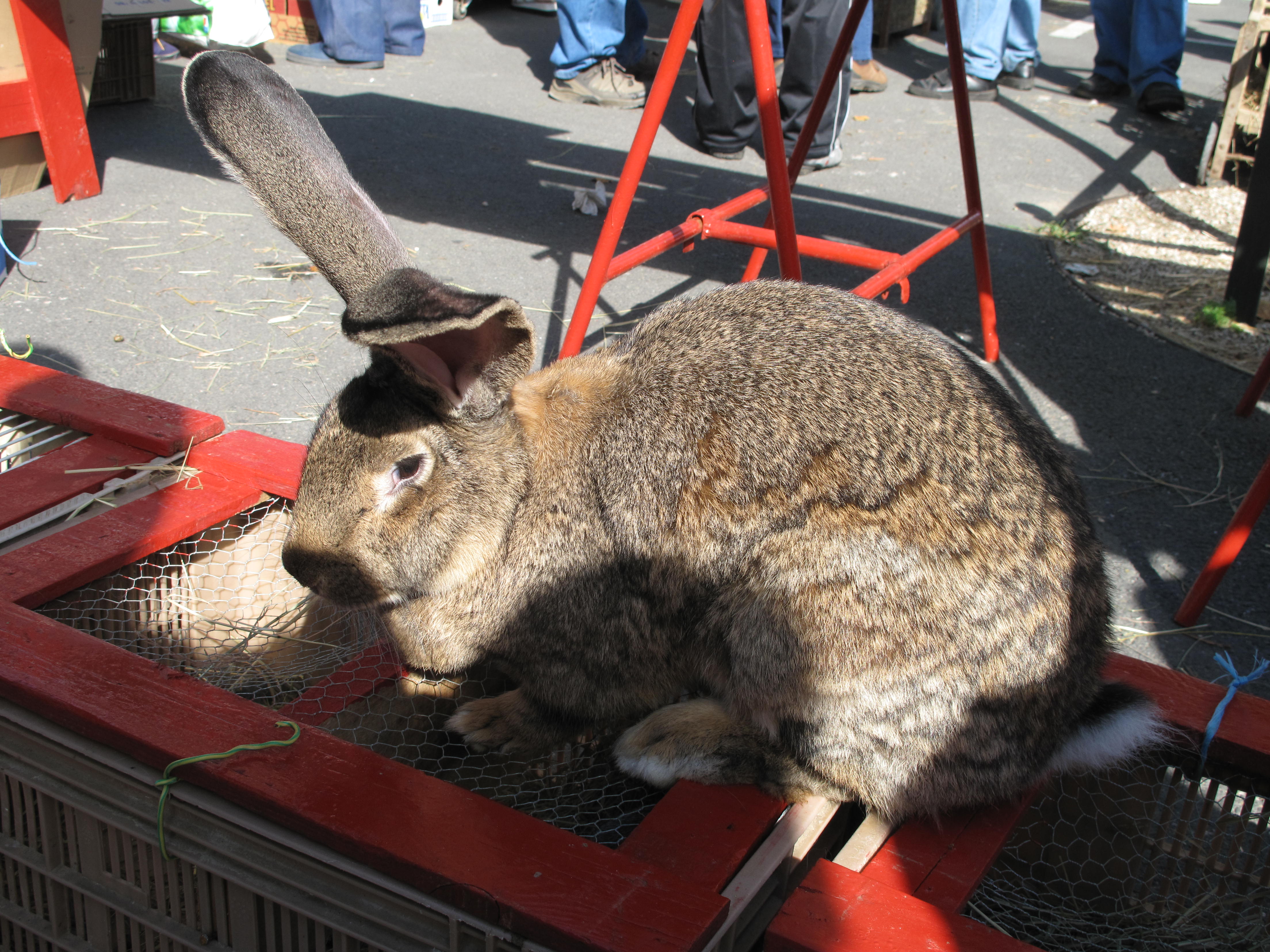Весы кролик какие. Бельгийский Фландр. Кролики породы Фландр. Большой кролик Фландр. Фламандский гигант кролик.