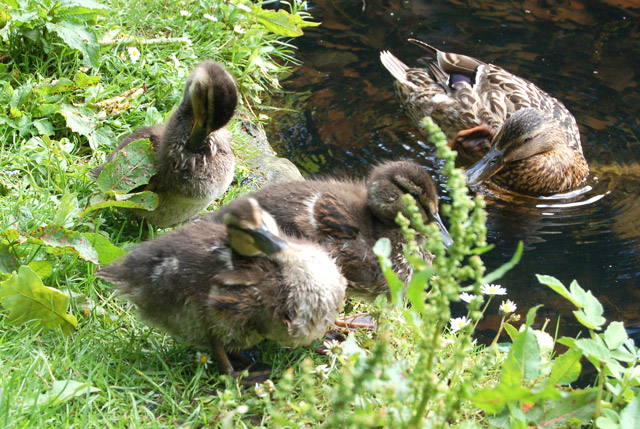 File:Mallard and ducklings at Wallington - geograph.org.uk - 1390429.jpg