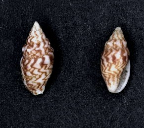 <i>Mitrella semiconvexa</i> species of mollusc