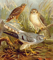 Самець (на передньому плані), самка (праворуч), молодий птах (ліворуч)