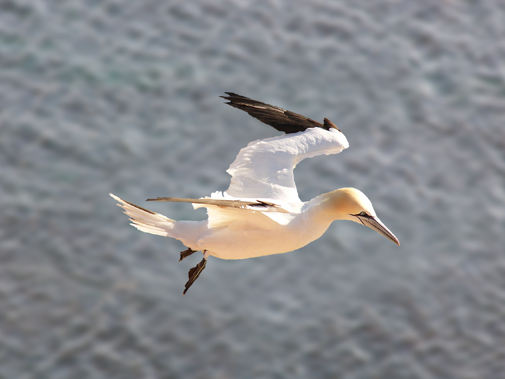 Image:Morus-bassanus Northern Gannet.jpg