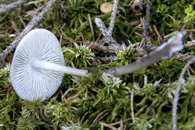 File:Mycena spec. - Lindsey 14b.jpg