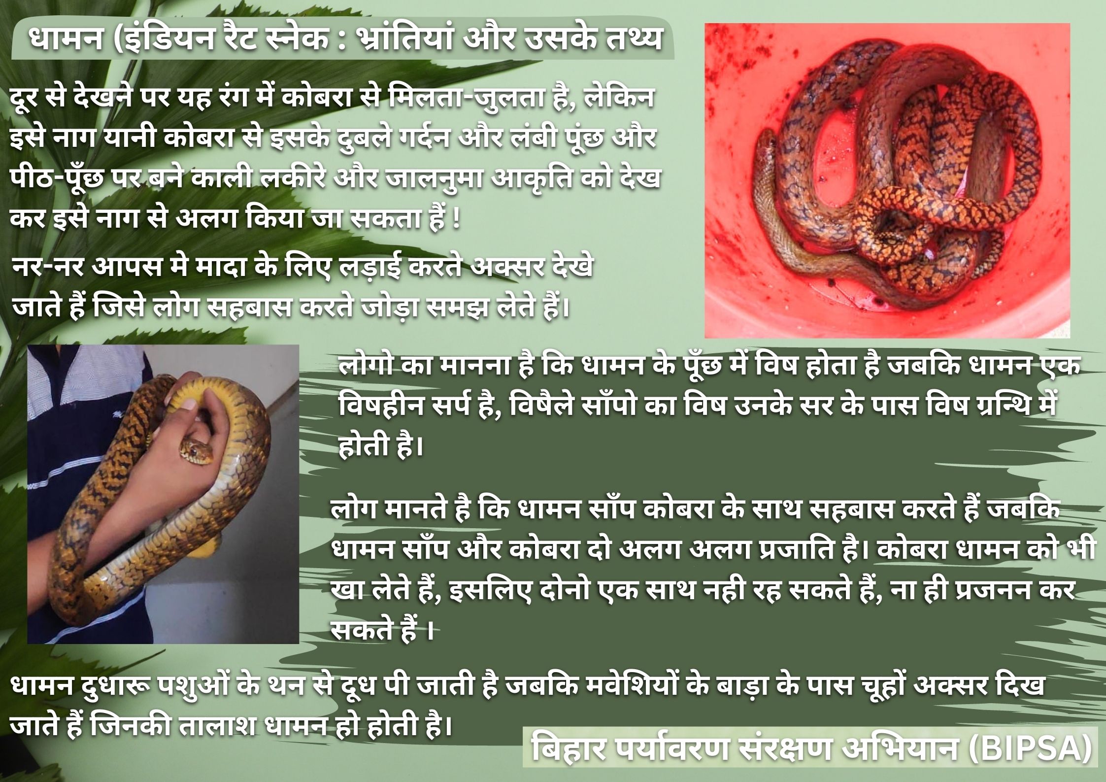 Head scalation of Indian Rat Snake (Ptyas mucosa)