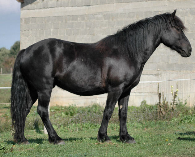 Black Horse (legend) - Wikipedia