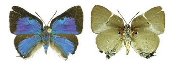 File:Oenomaus mentirosa male.jpg