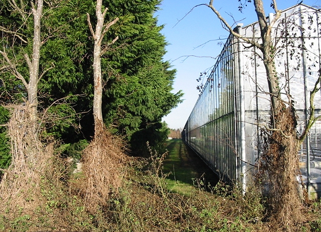 File:One of the Europa Nursery greenhouses - geograph.org.uk - 632359.jpg