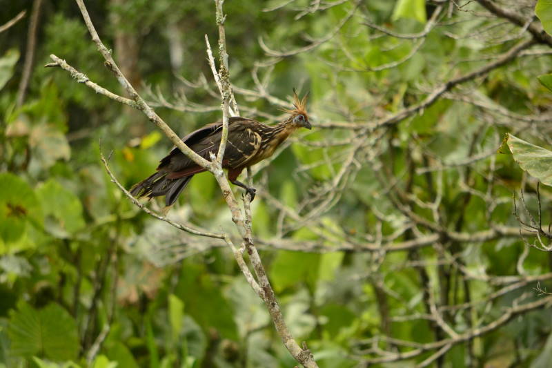 File:Opisthocomus hoatzin DT -K Limoncocha- (17) (20672919849).jpg