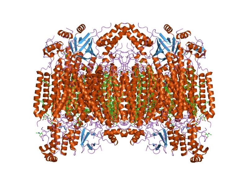 File:PDB 2eil EBI.jpg