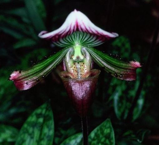 File:Paphiopedilum callosum Var. sublaeve.jpg