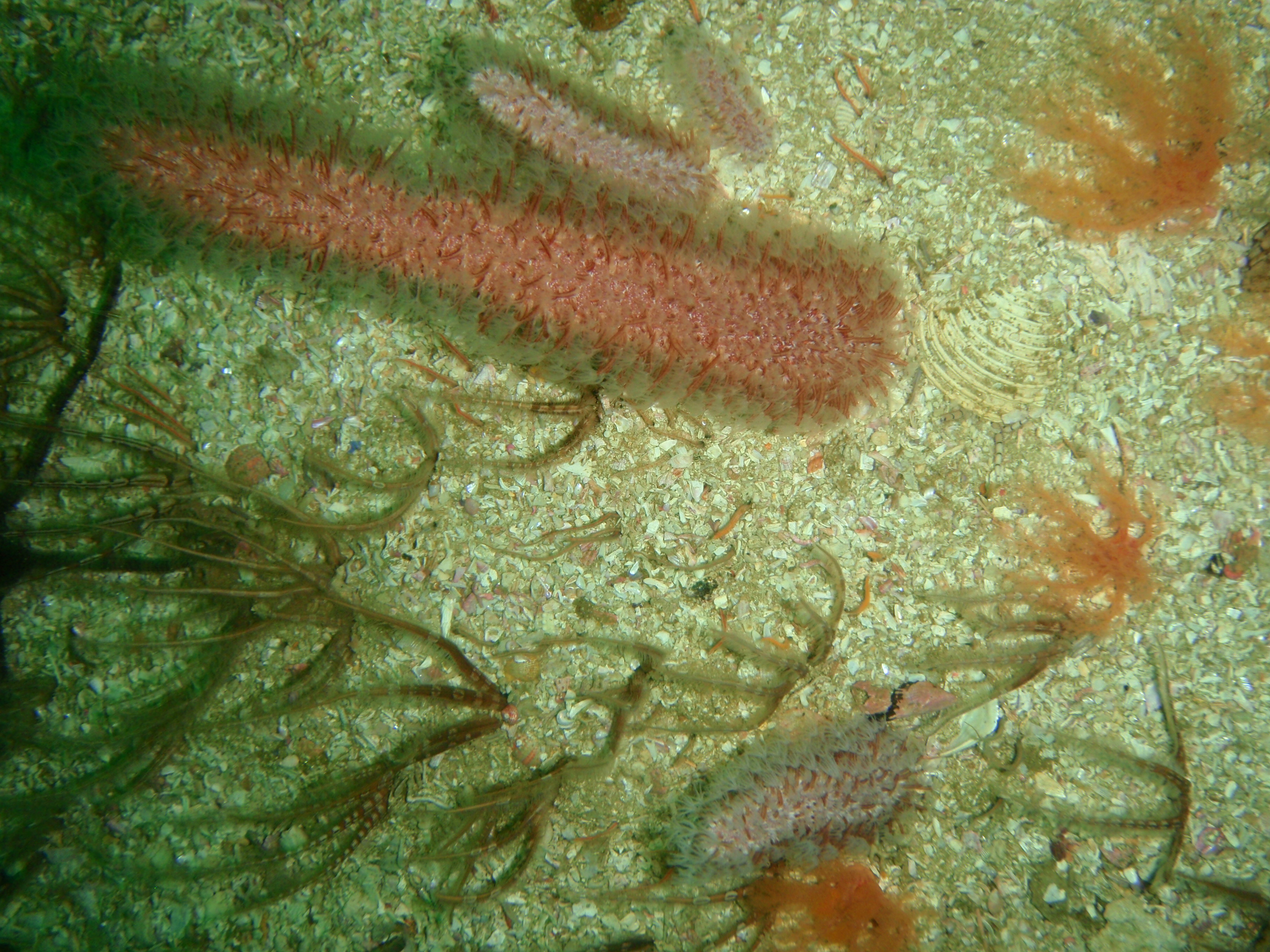 File:Purple sea pen at Rambler Rock south reef  – Travel guide  at Wikivoyage