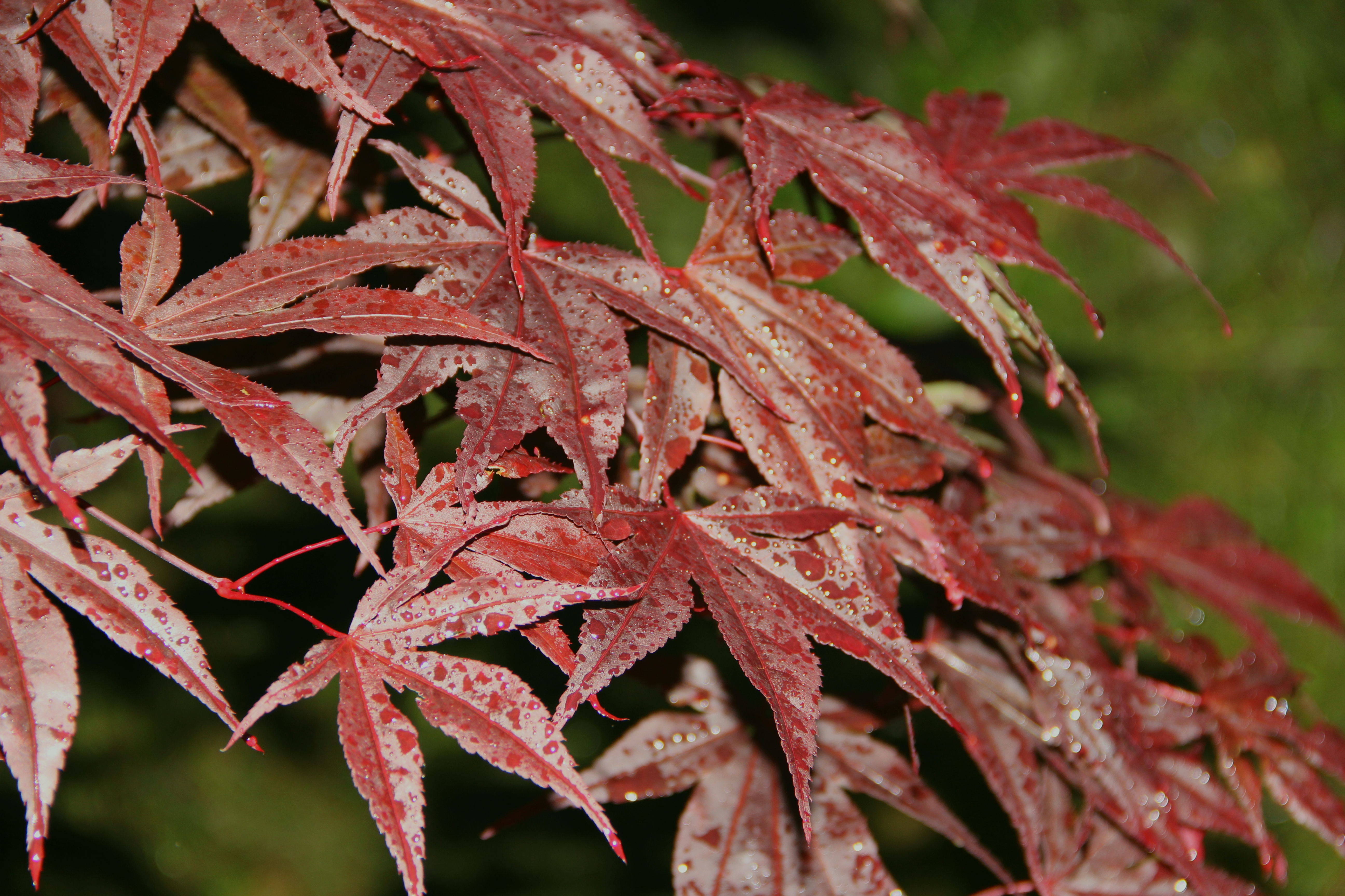 Acer palmatum Atropurpureum Морозостойкость