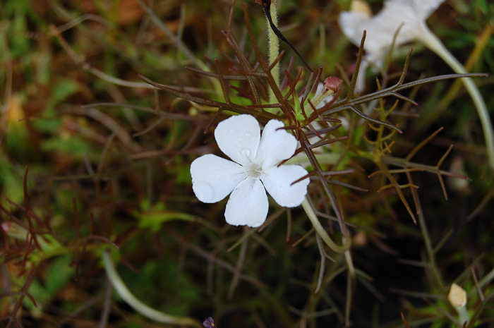 Rhamphicarpa fistulosa (longiflora) - Tutari (5039464570)