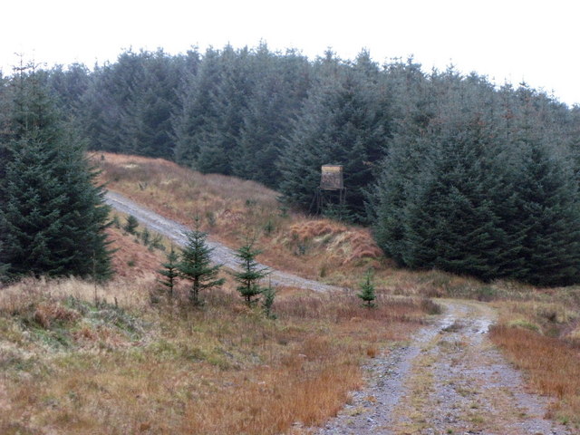 File:Robinrock Plantations - geograph.org.uk - 610053.jpg