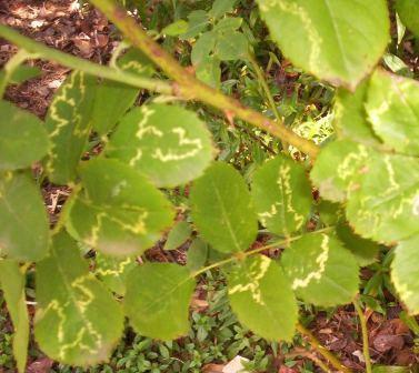 File:Rose Leaf.jpg - Wikipedia, Rose Leaves 