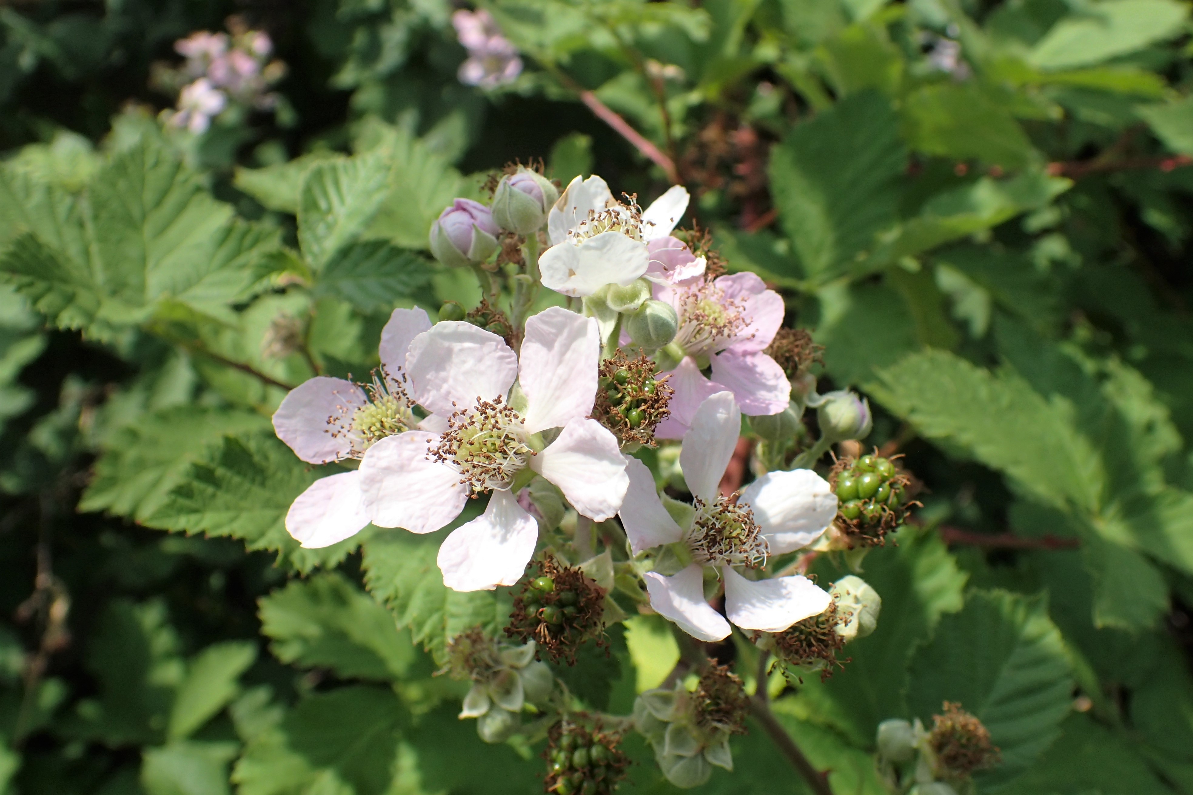 Войти в рубус видман. Rubus автобусы.