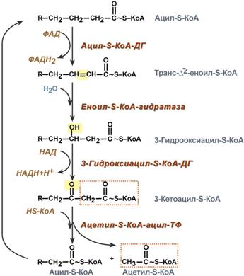 File:S09-06-beta-okislenie.jpg