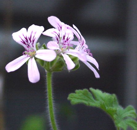 File:Scented geraniums are for lovers.jpg