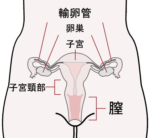 File:Scheme female reproductive system-ja.PNG