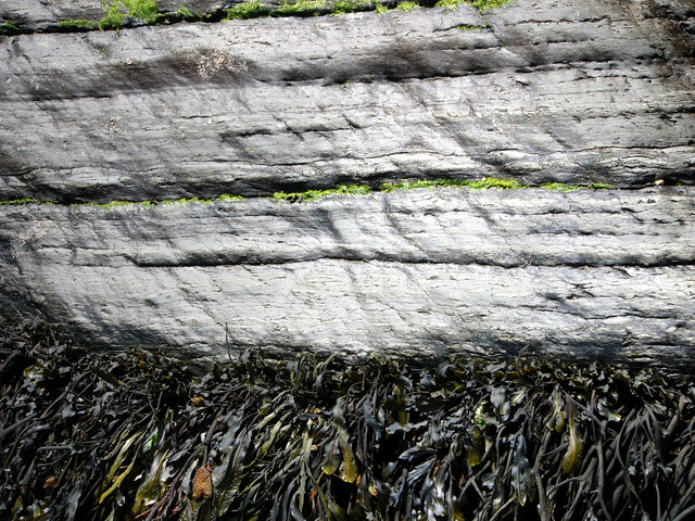 File:Seaweed and rock, Marloes Sands - geograph.org.uk - 537401.jpg
