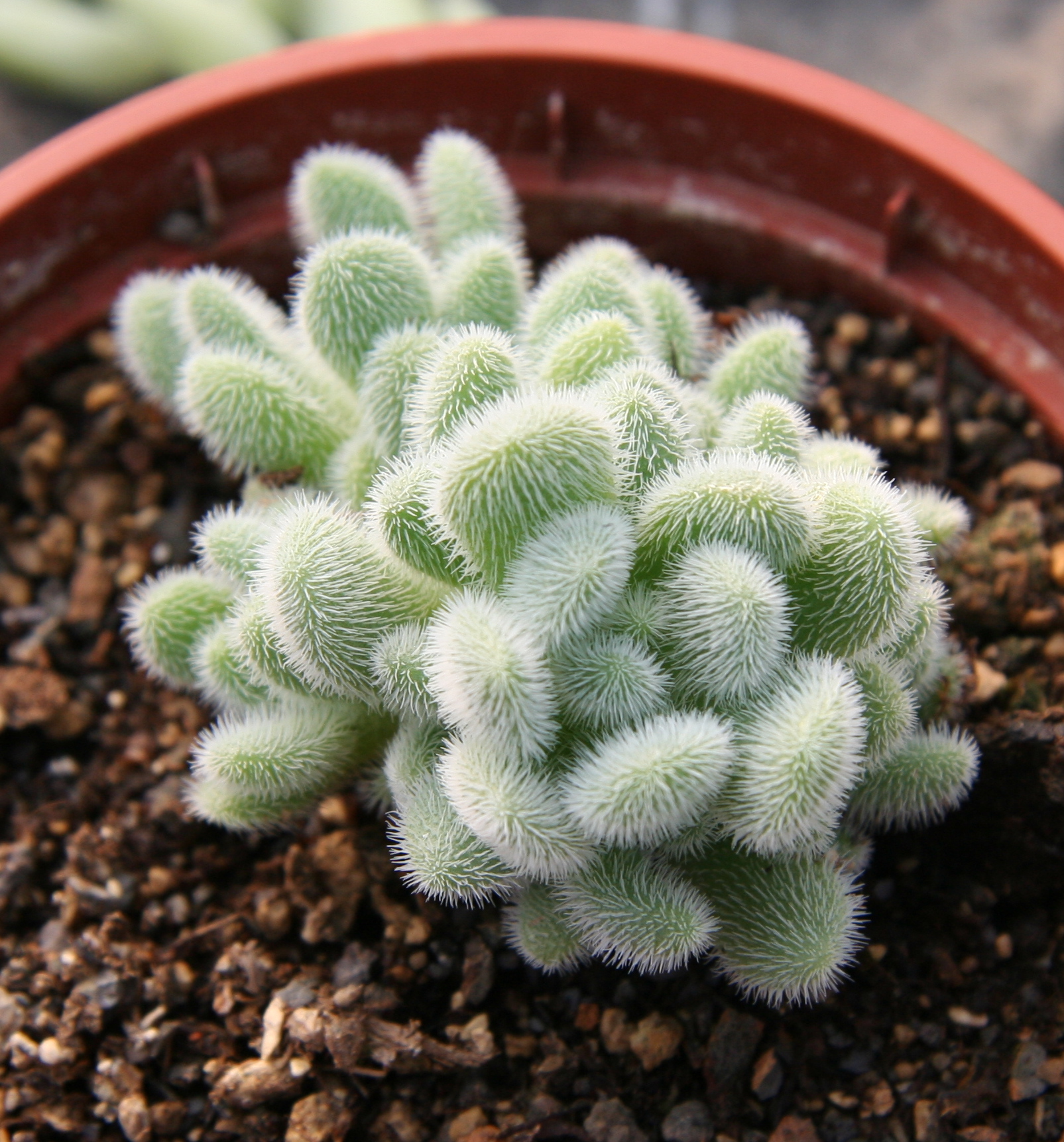 Sedum hintonii