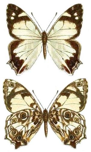 <i>Aphysoneura pigmentaria</i> Species of butterfly