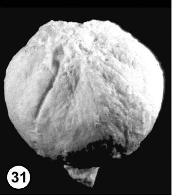 File:Shirleya grahamae fruit, UWBM 55134 Pigg & Wehr 2002 Plt3 fig31.png