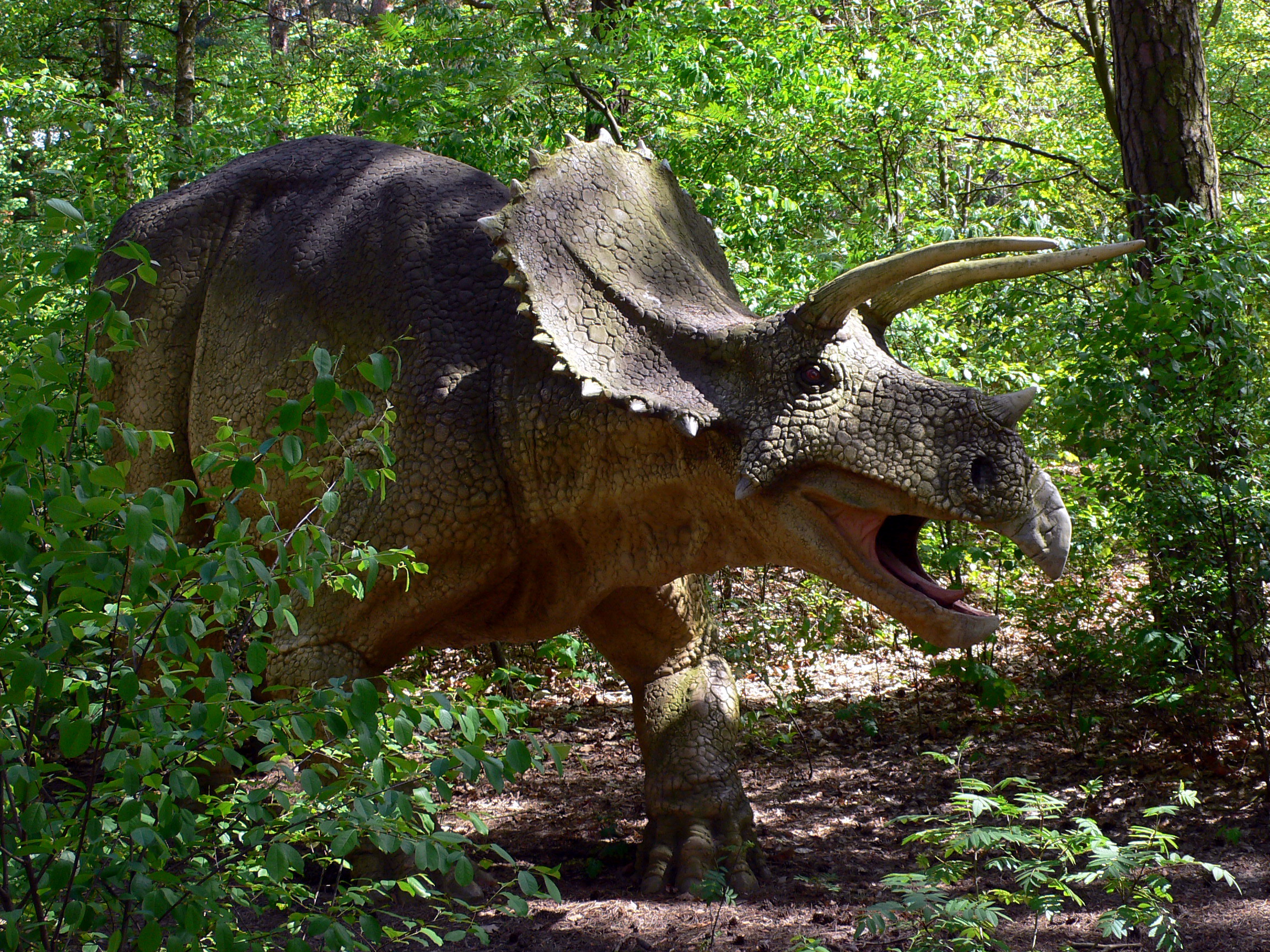 Про трицератопса. Динозавр Трицератопс. Трицератопс настоящий. Рогатый динозавр. Зубы Трицератопса.