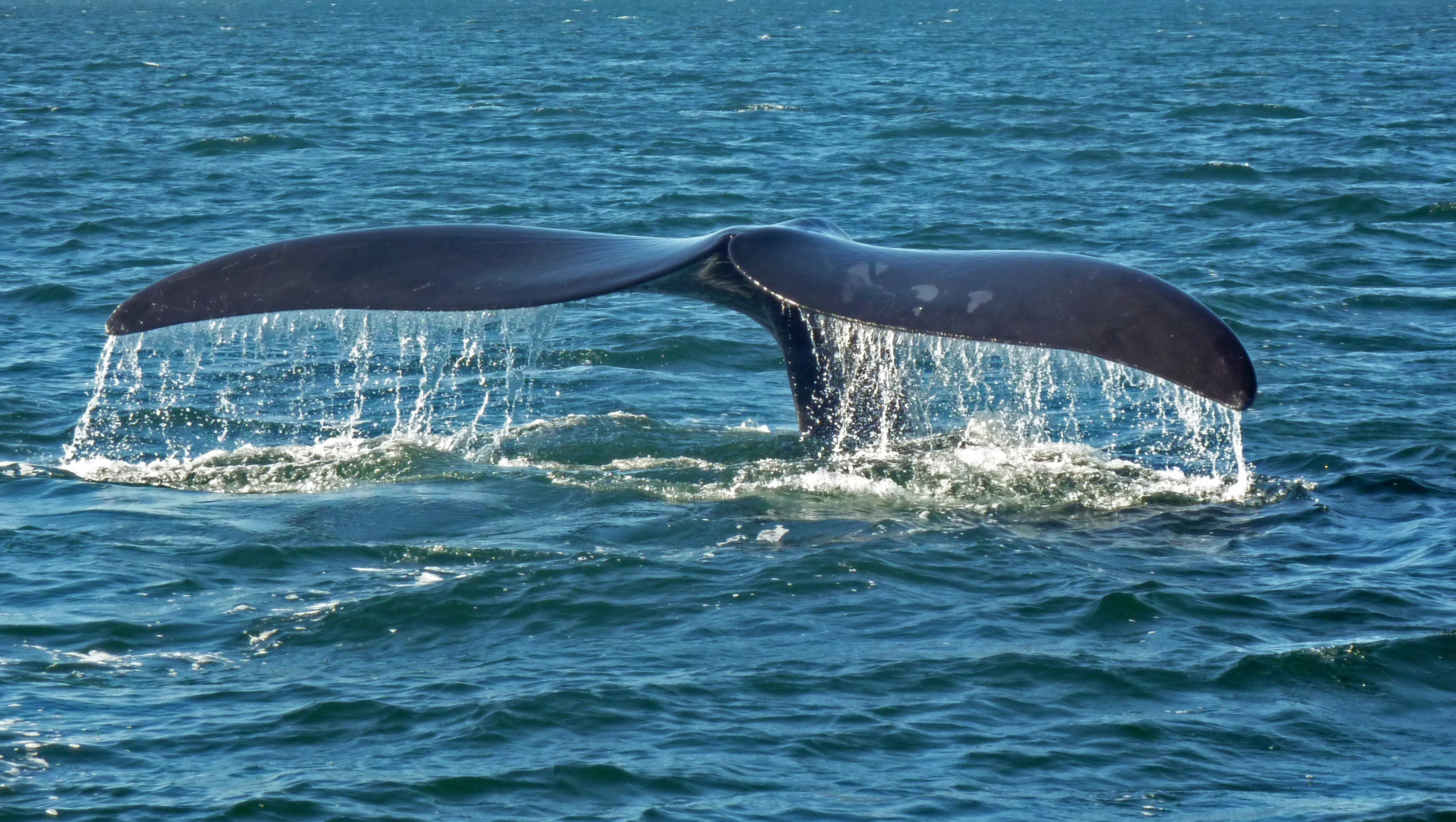 Southern right whale caudal fin-2 no sky.JPG