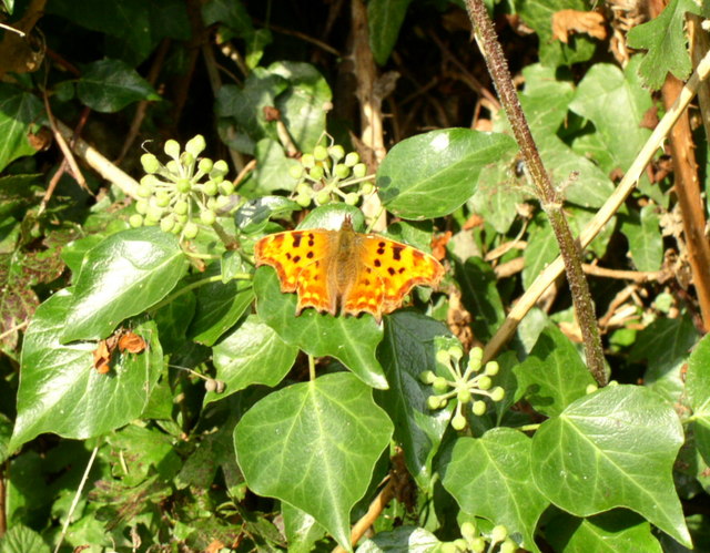 File:Sunbathing - geograph.org.uk - 245655.jpg