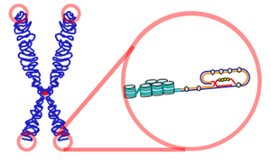 <span class="mw-page-title-main">Relationship between telomeres and longevity</span>