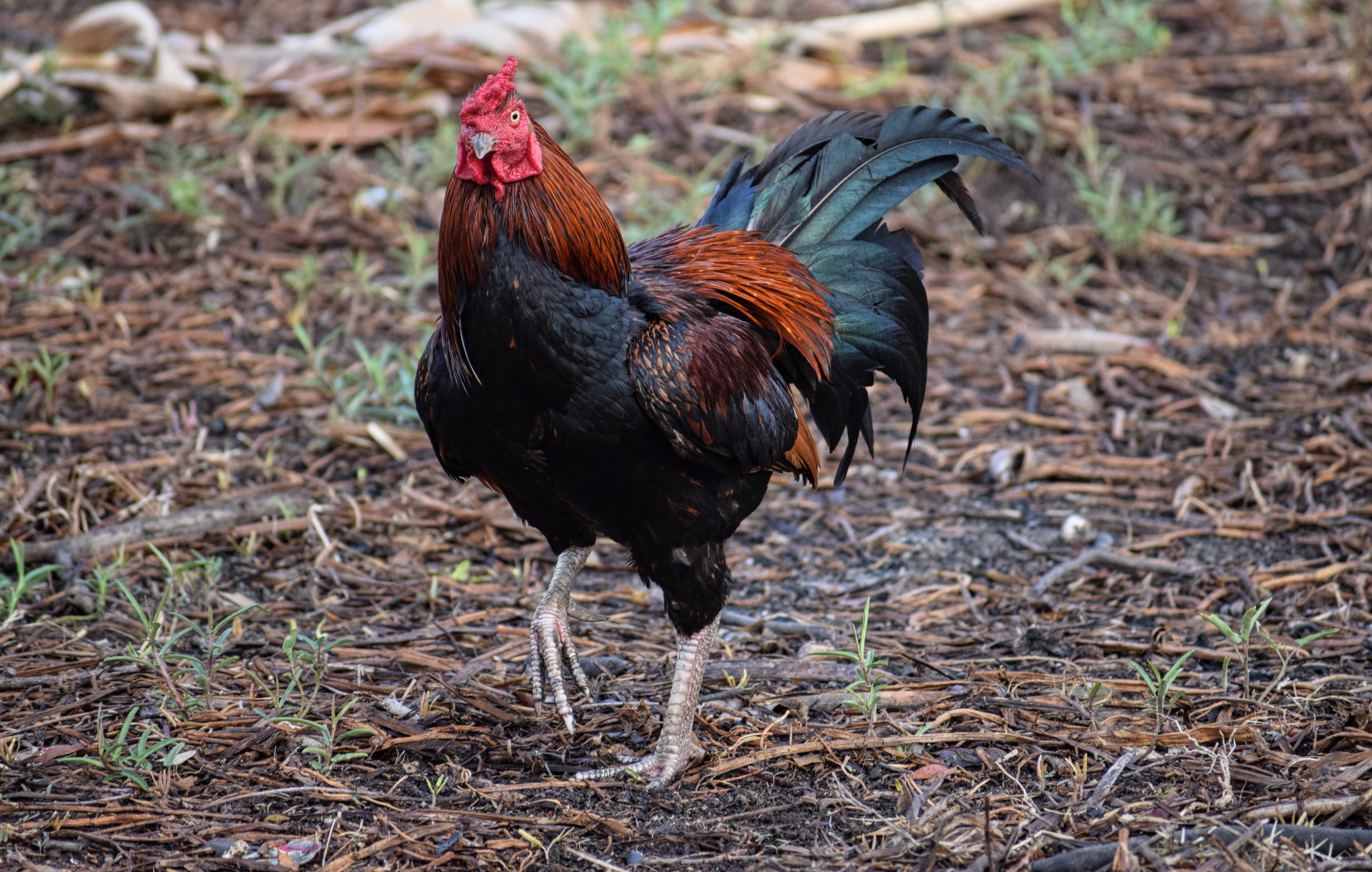 Game Chicken Breeds Chart