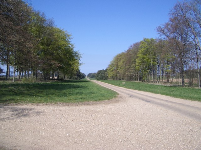 File:The Avenue in Holkham Park - geograph.org.uk - 409310.jpg