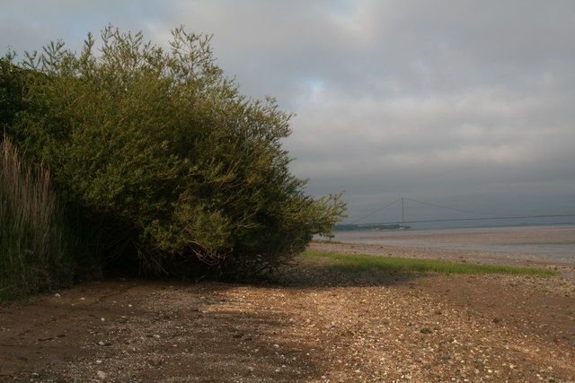 File:Willow clinging to a crumbling cliff (geograph 4976056).jpg