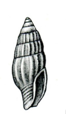 <i>Zafra paulina</i> Species of gastropod