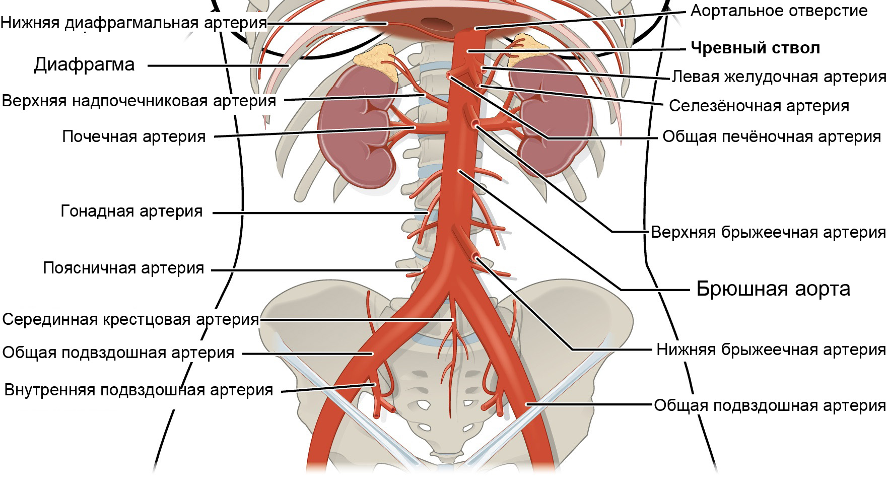 Грудная часть аорты схема